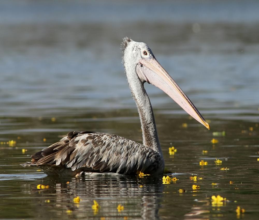 spot-billed-pelican-birds-iitk